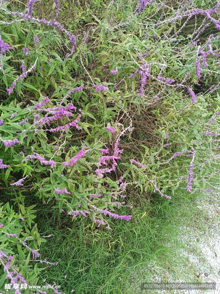 紫色花丛中的自然景致