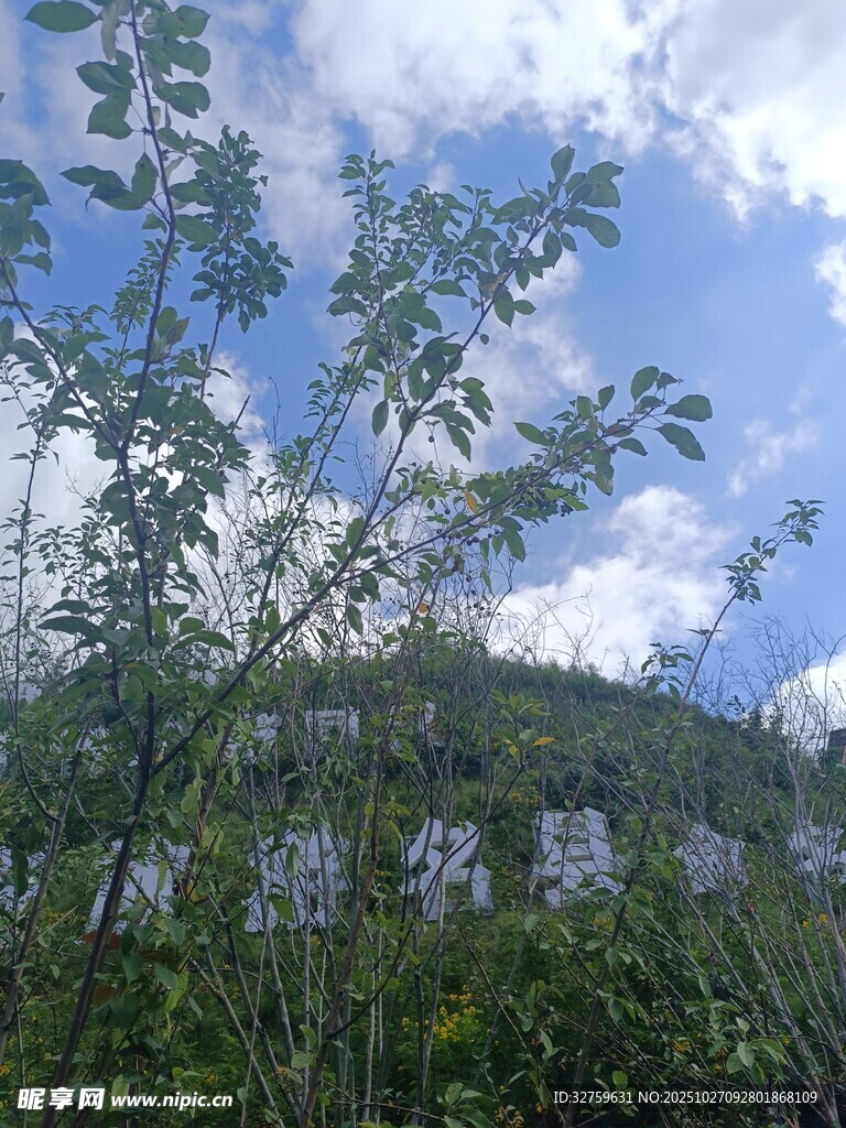 蓝天绿树间的自然景致