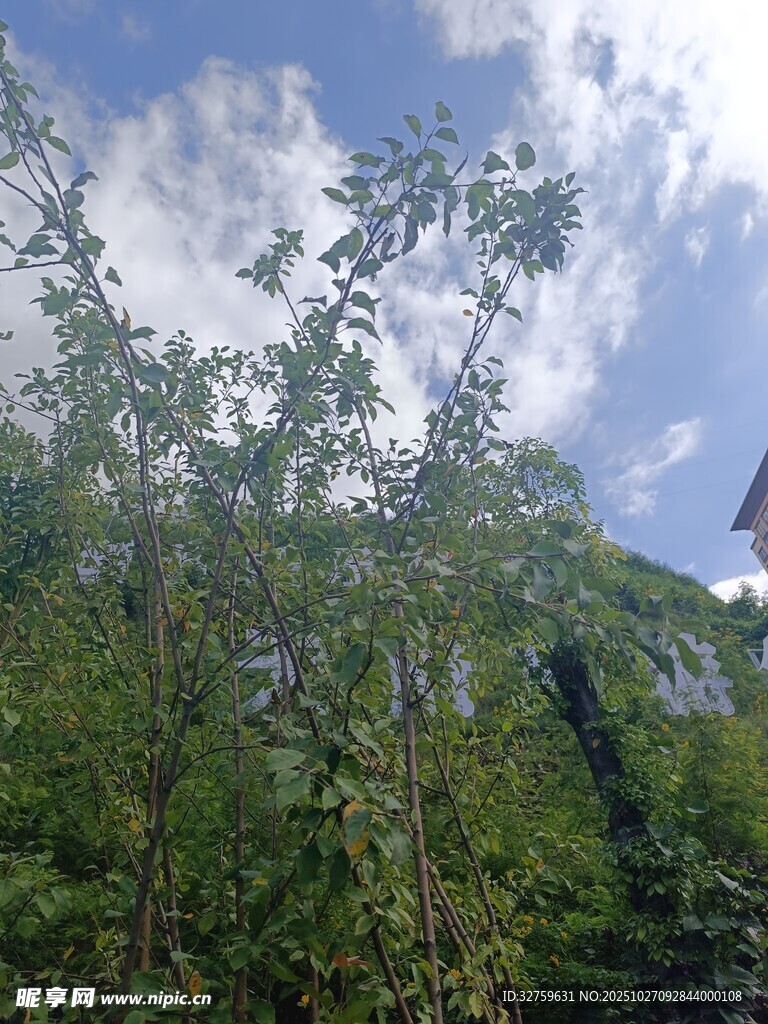 蓝天绿树间的自然景致