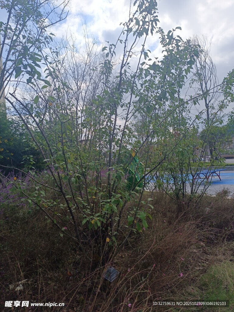 野外繁茂植被景观