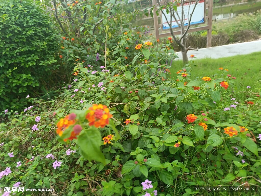 花园中绽放的多彩花卉