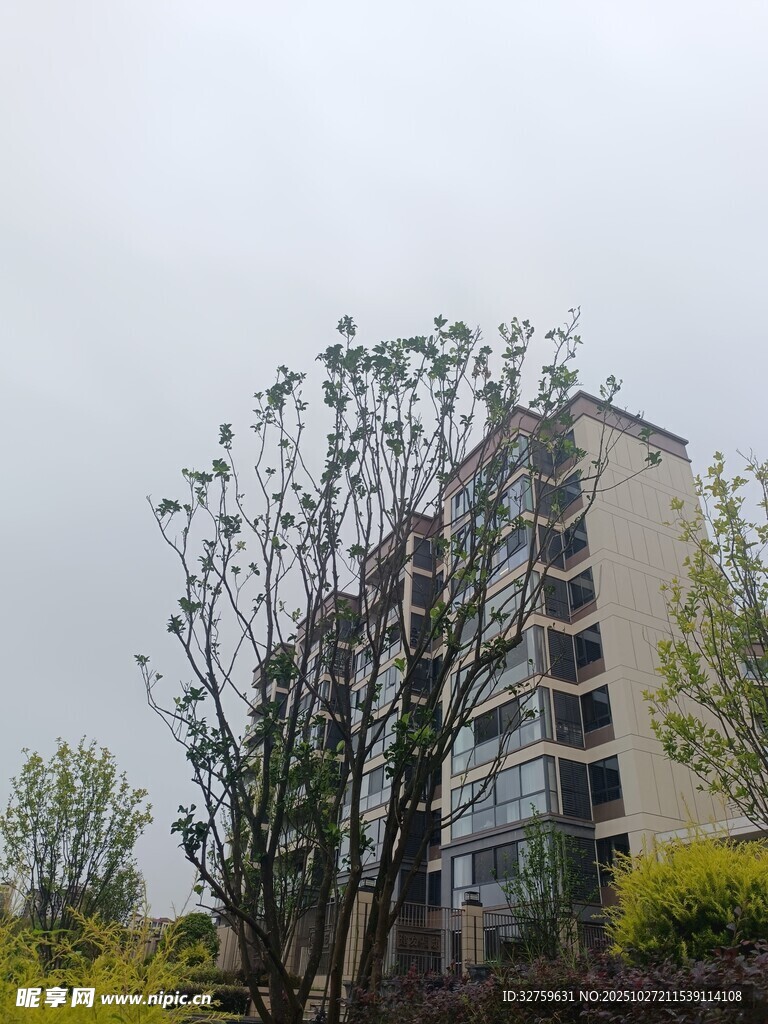 高楼旁的树木景观