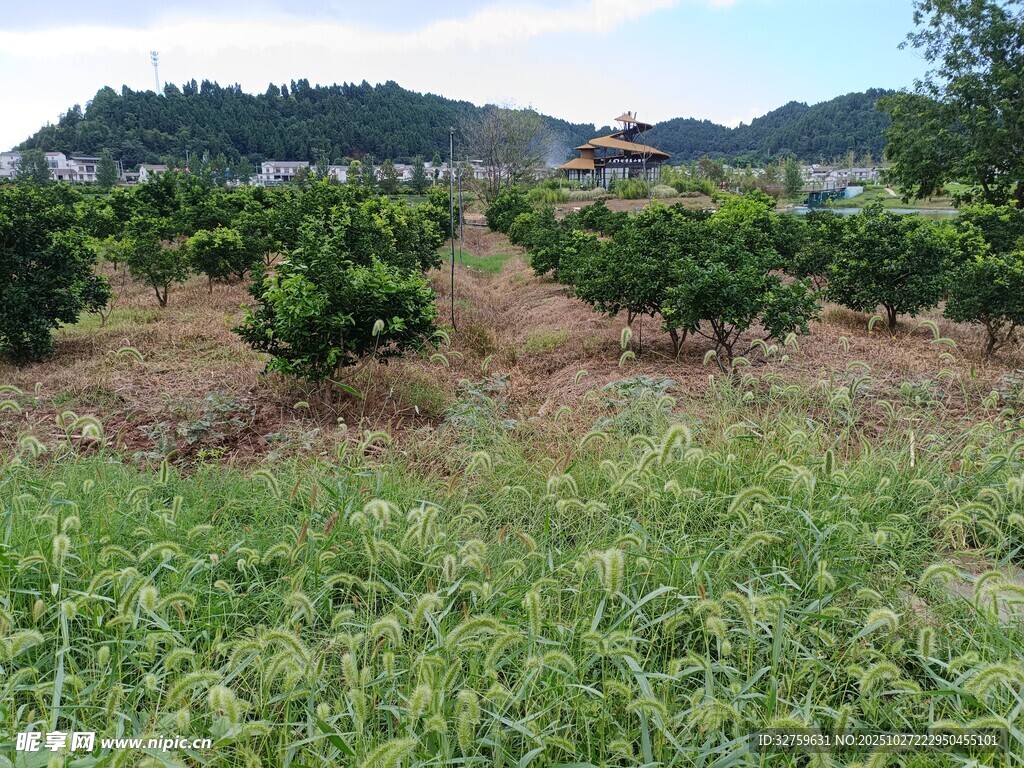 田园柑橘种植景象