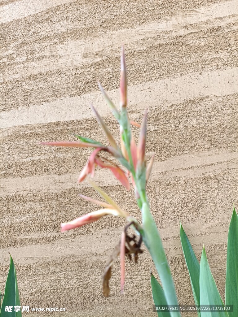 绿叶间的蜂与艳丽花朵