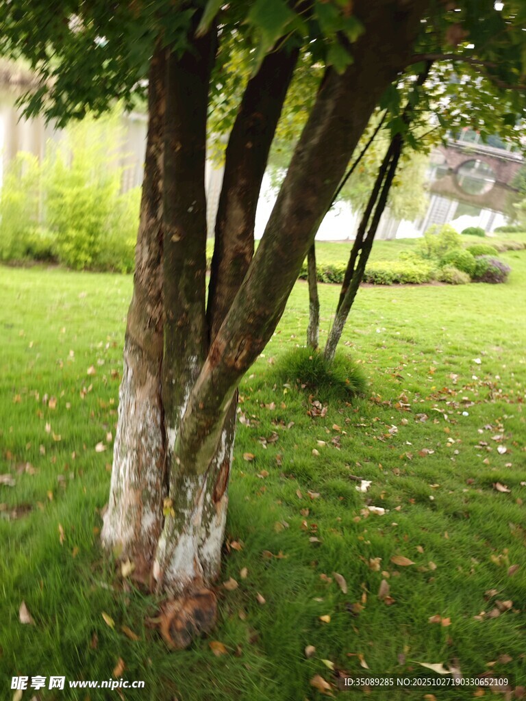 草地中的多枝树干景观