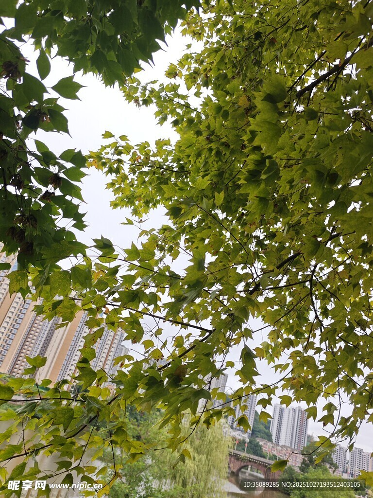 城市中繁茂的绿树景观