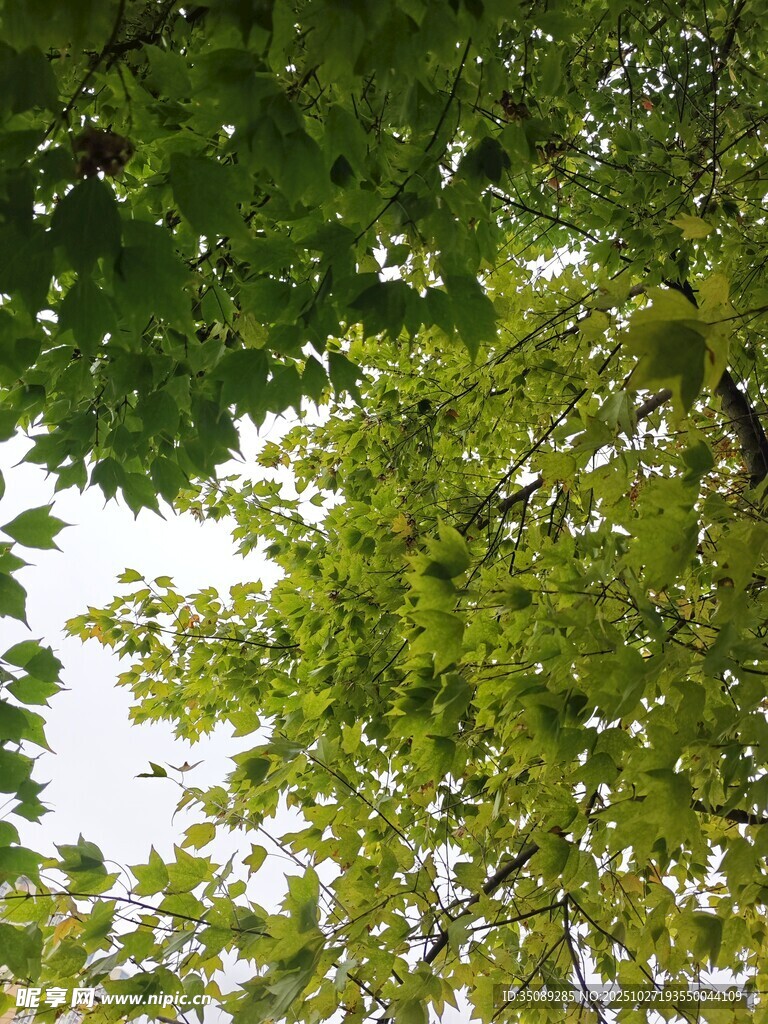 仰视翠绿繁茂的树冠