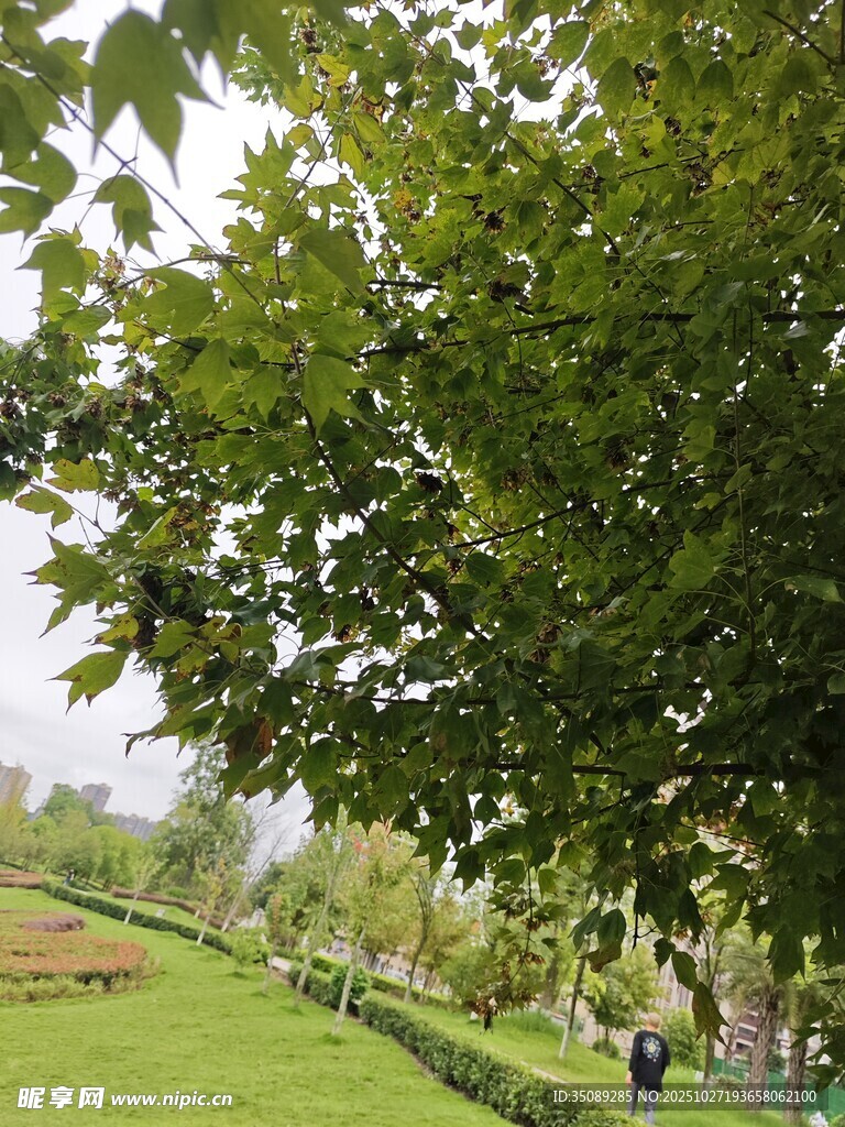 绿意盎然的公园景致