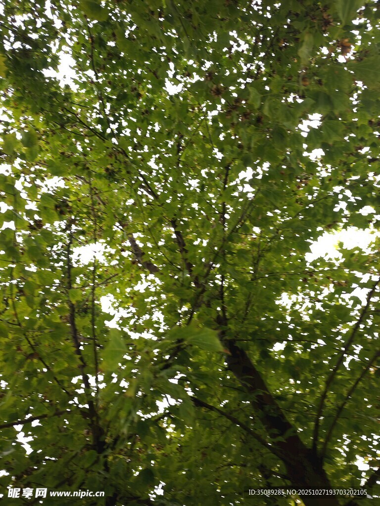 仰视茂密翠绿的树叶树冠