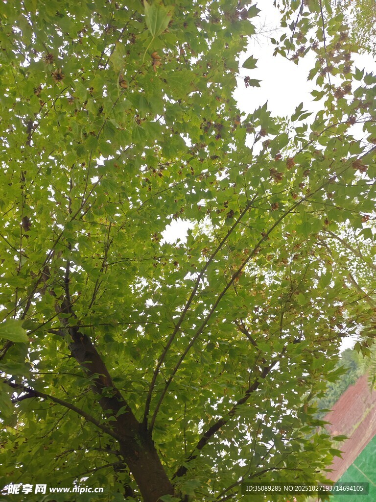 绿叶繁茂的大树