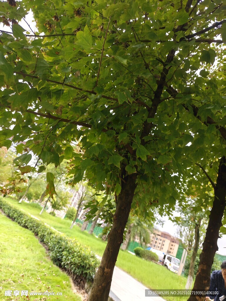 林荫小道绿意盎然的景致