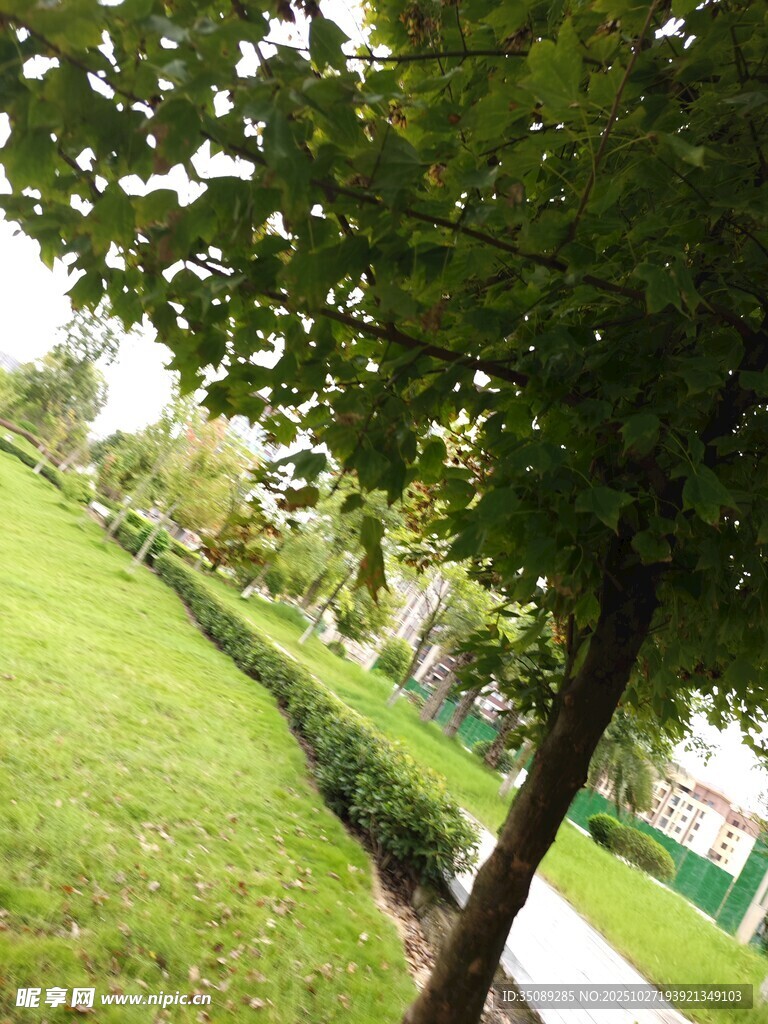 绿意盎然的公园小径