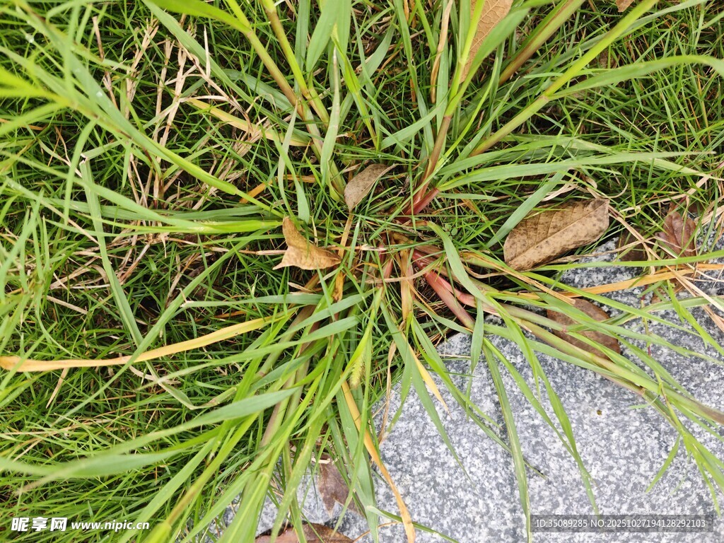 草丛中的棕色物体