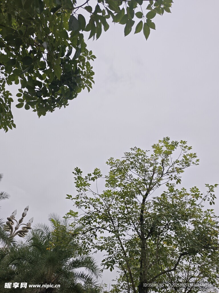仰视绿树与朦胧天空