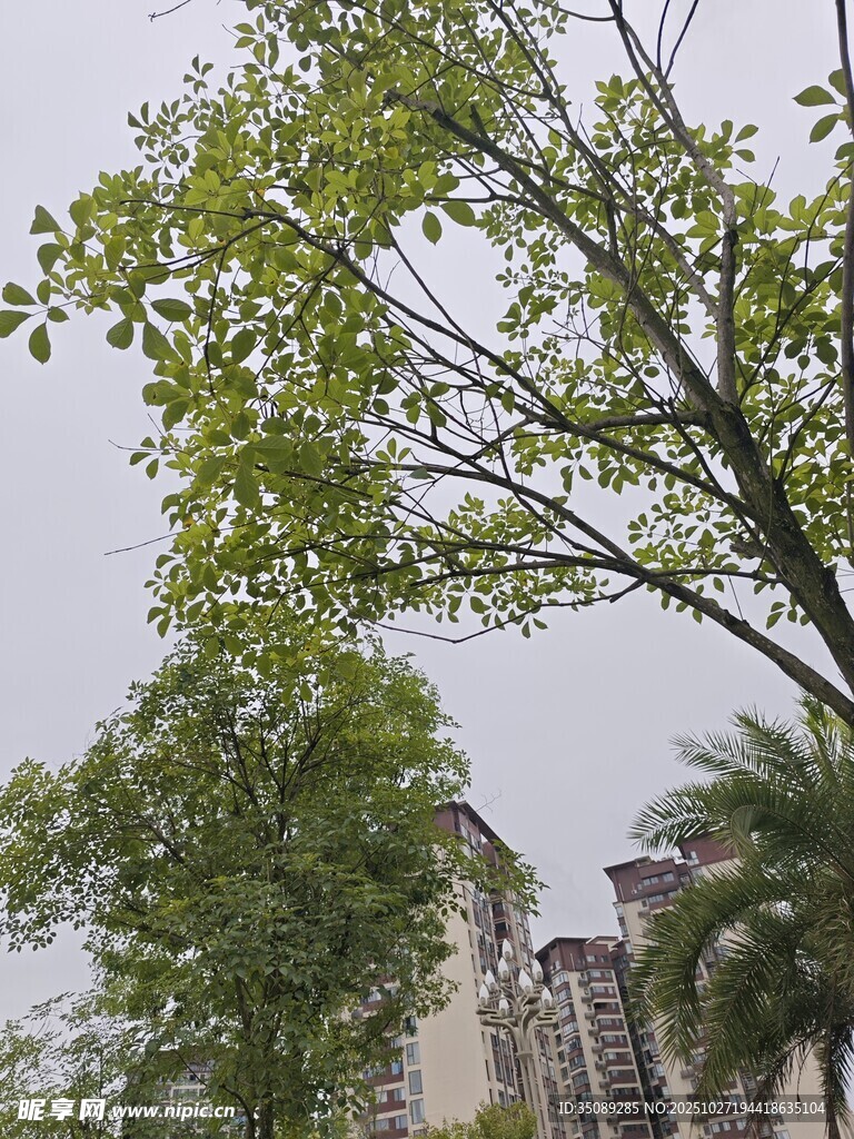 绿树掩映下的建筑一角