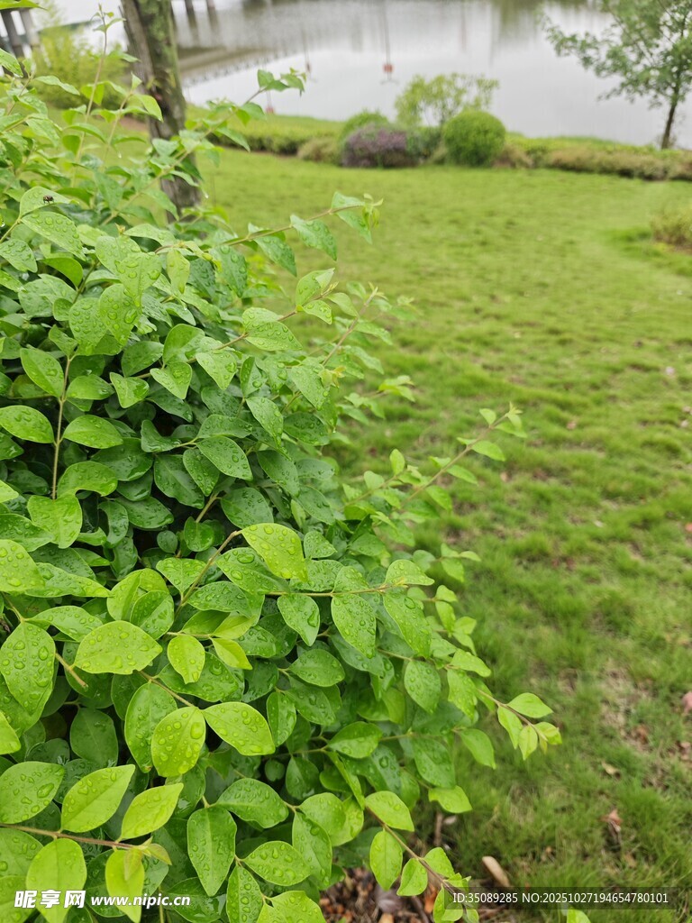 绿意盎然的草地与植物景观