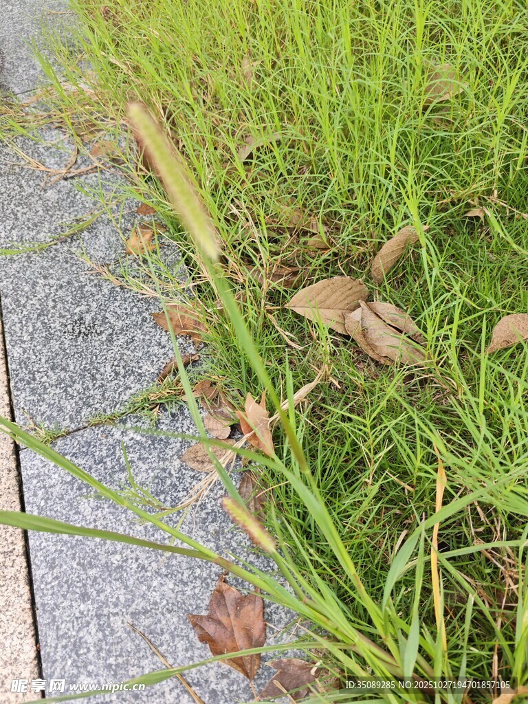 路边草地与落叶景象