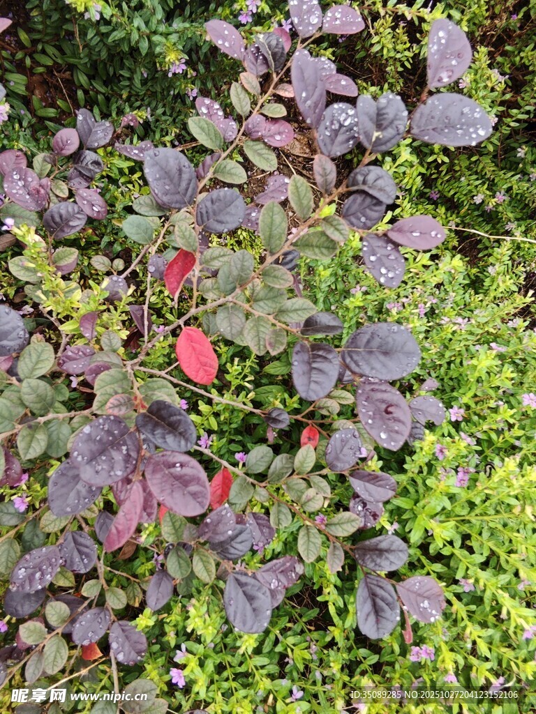 多彩叶片植物景观