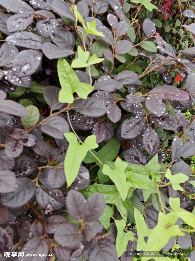 紫绿相间的多彩植物叶片