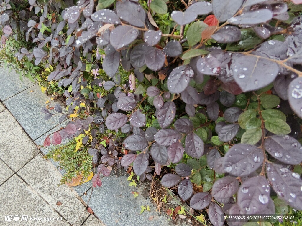 紫叶植物沿石径生长