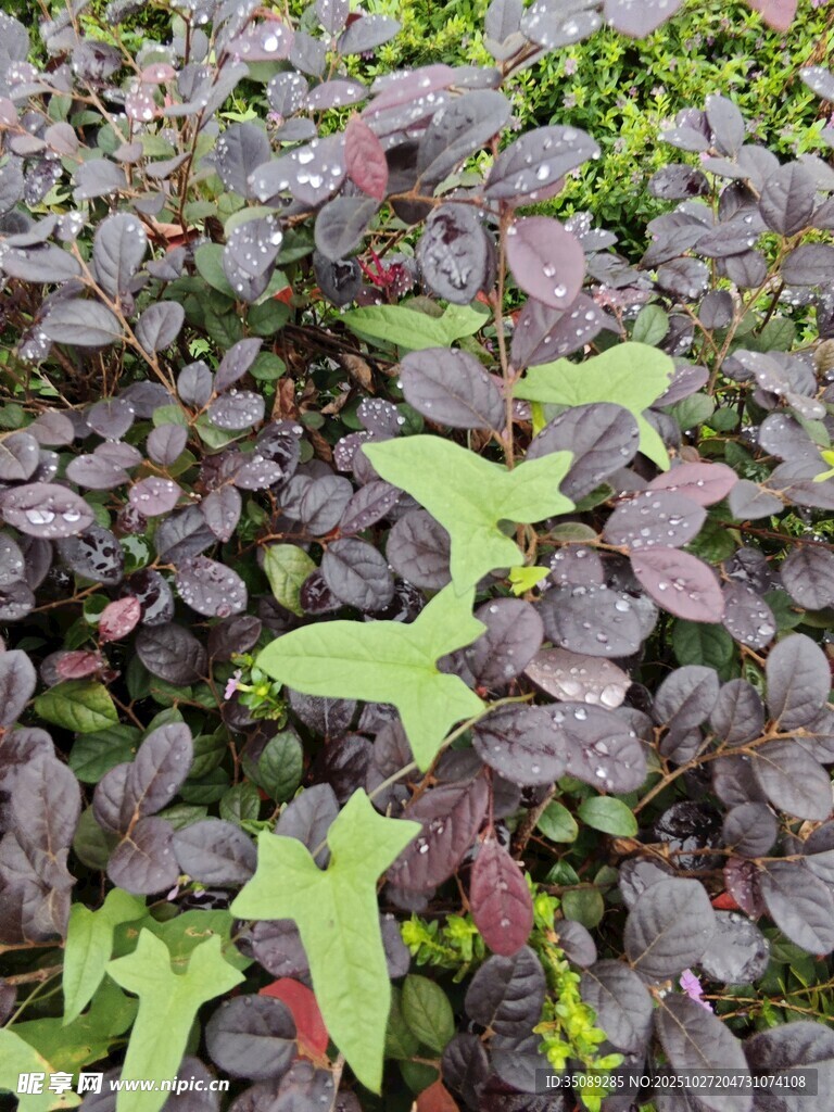 多彩叶片植物景观