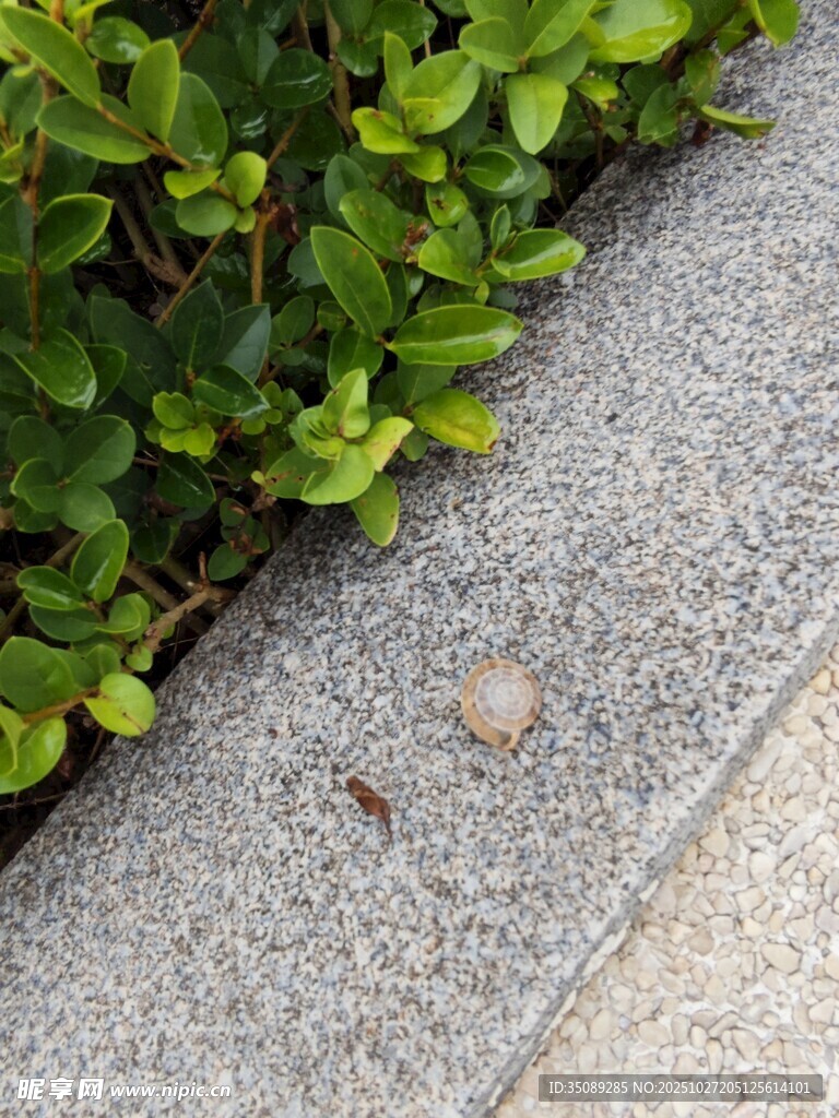 路边缝隙中的小蘑菇