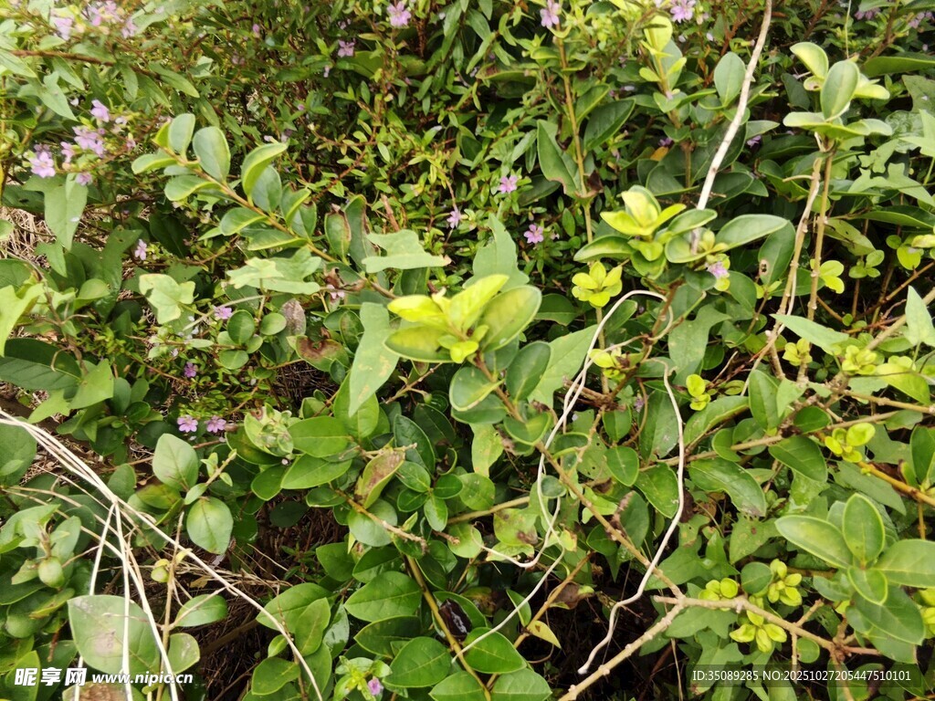 绿叶黄花的繁茂植物景观
