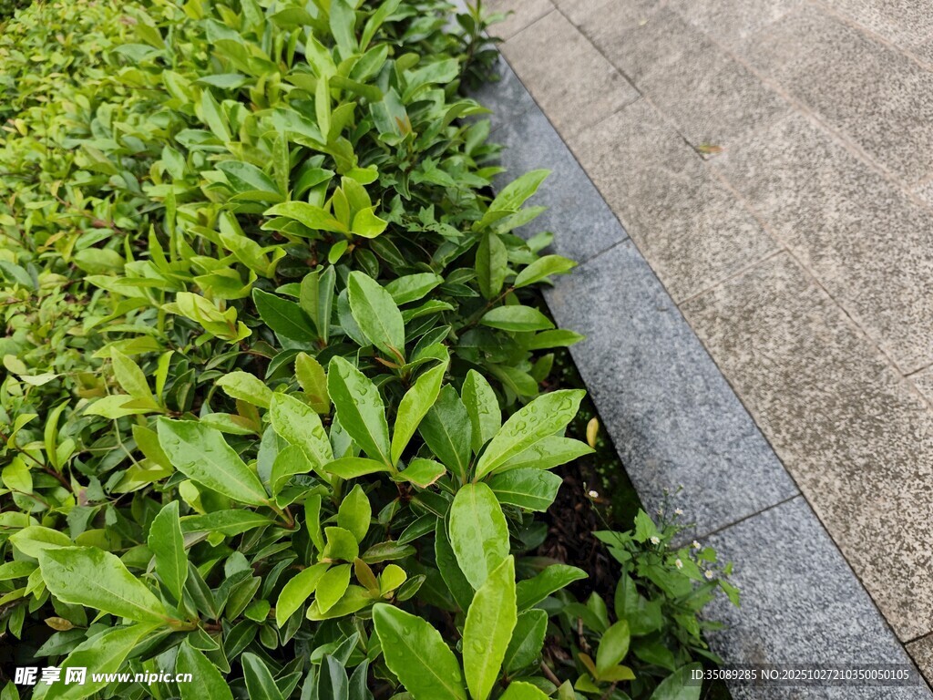 路边翠绿植物与石板路