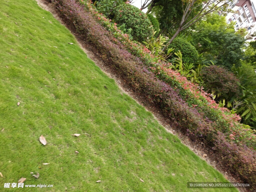 绿草与植物相间的景观