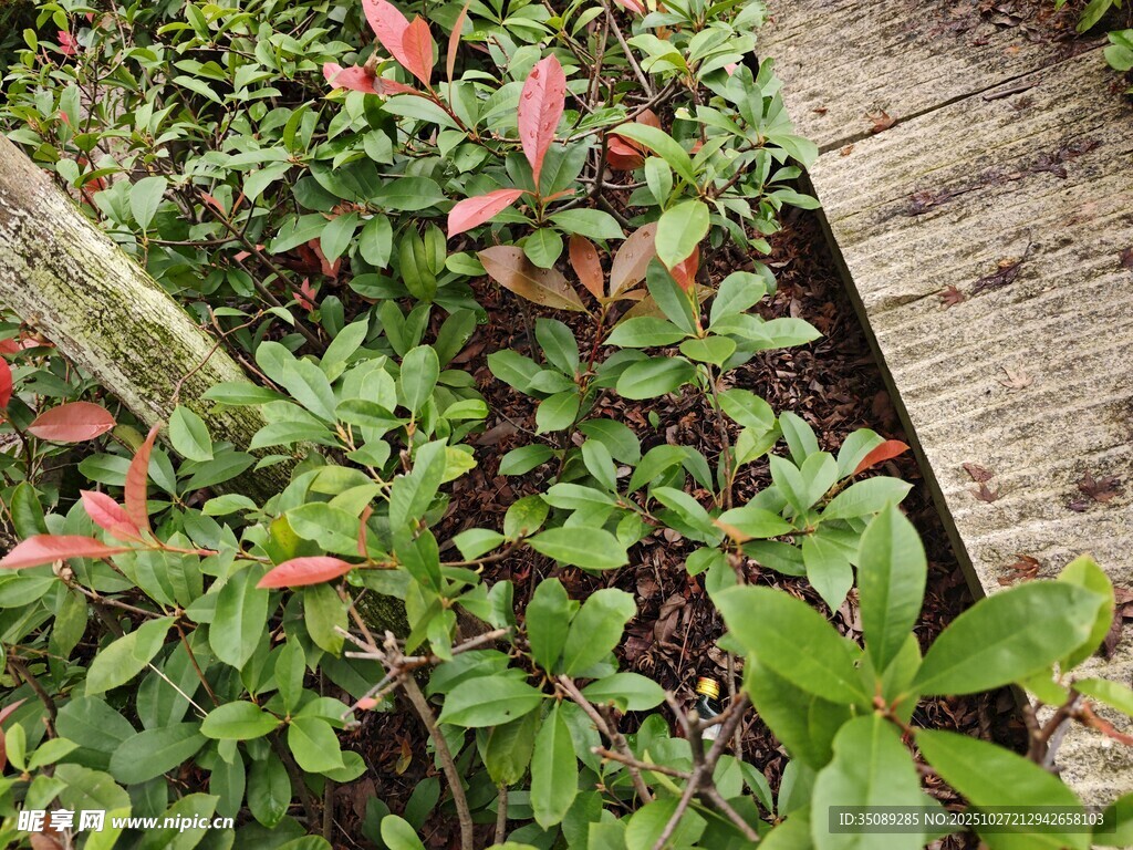 木栈道旁的多彩绿植