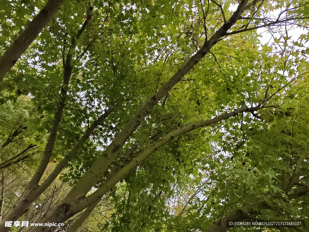 仰视葱郁树林枝叶繁茂