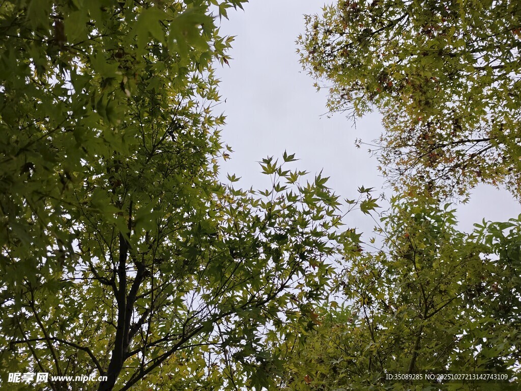 仰视绿树蓝天美景