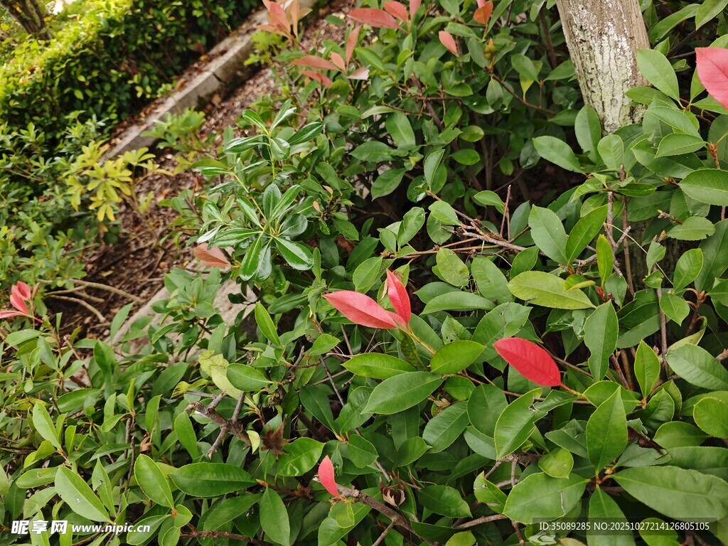 绿叶丛中绽放的红色花朵