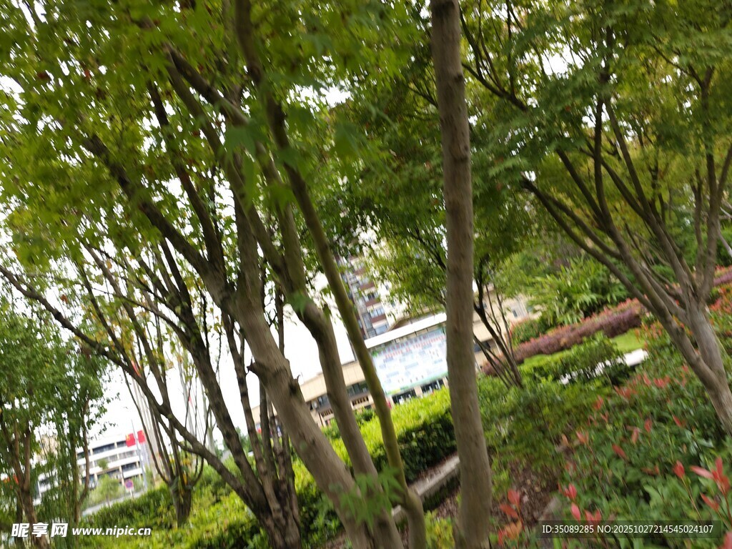 林间绿意盎然的树木景观