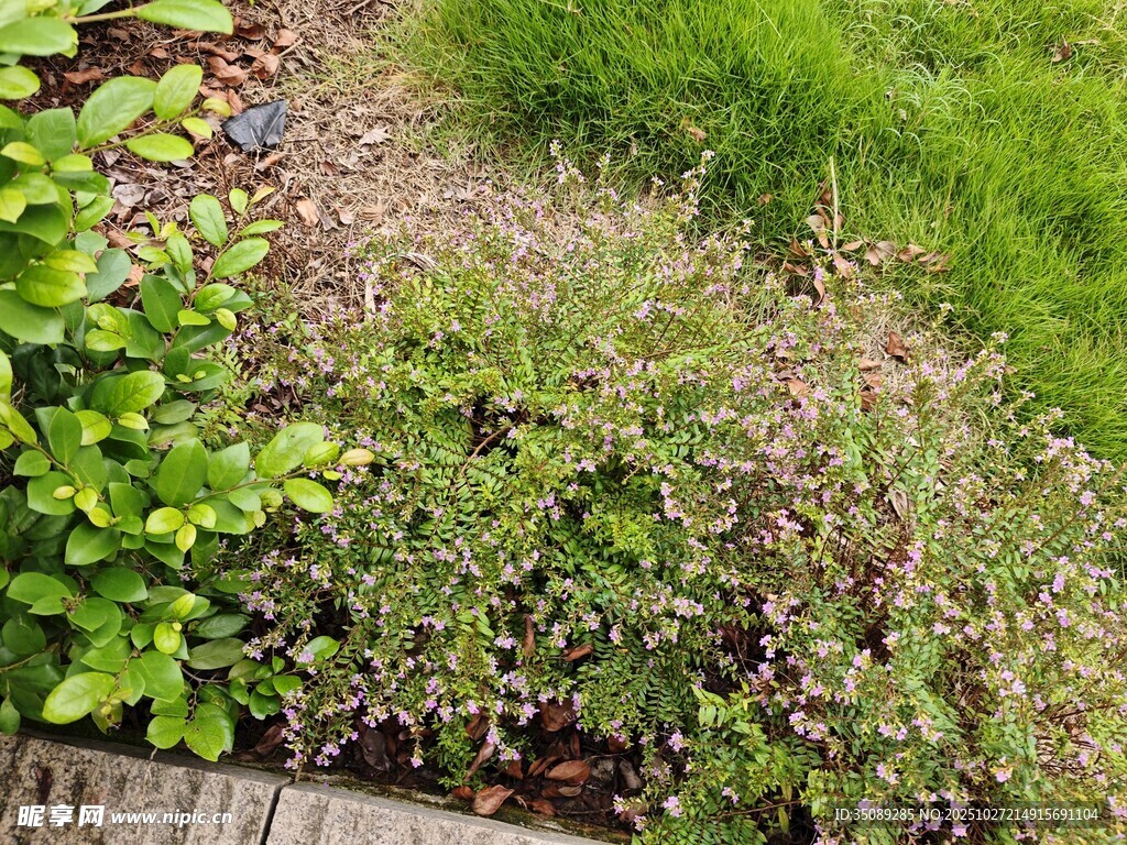 花园中繁茂的绿植景观