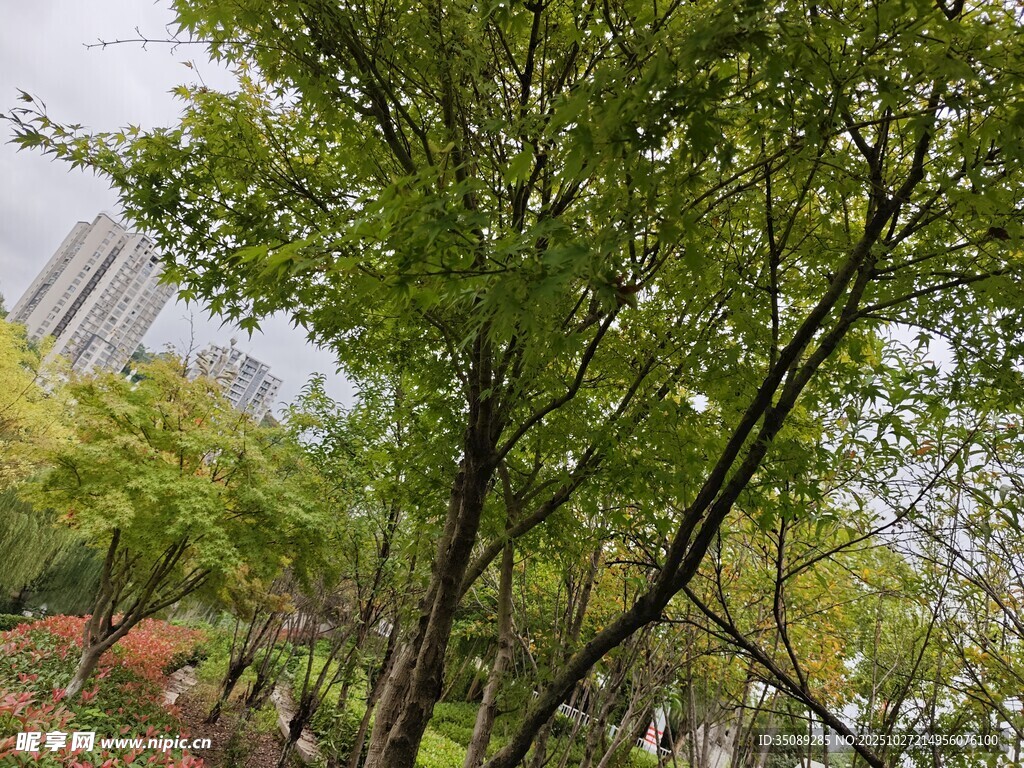 绿意盎然的树木景观