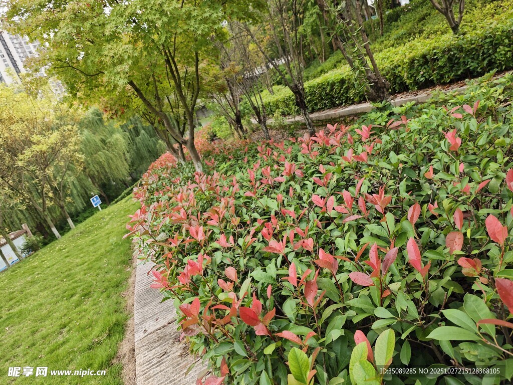 花园中色彩艳丽的花丛