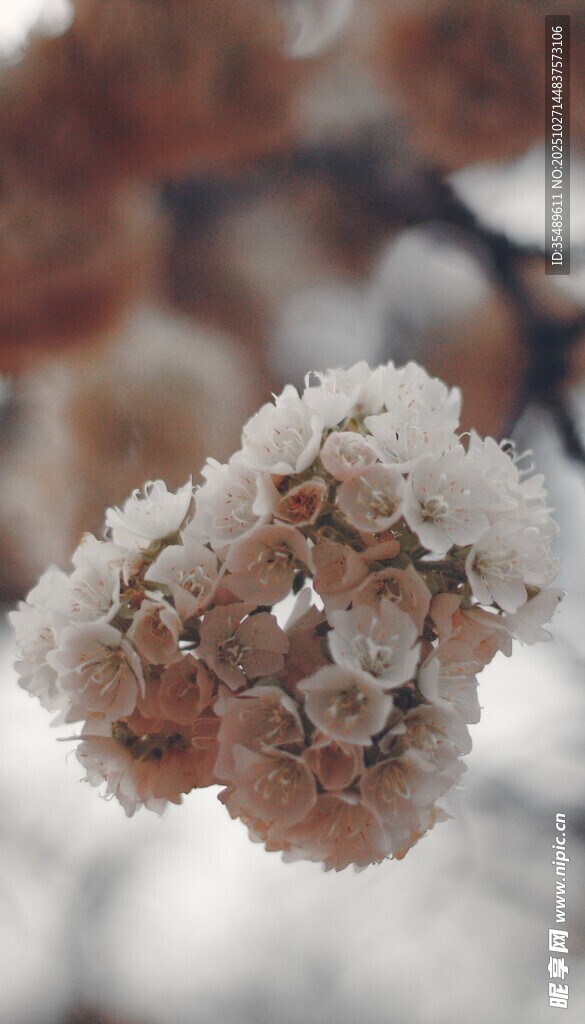 枝头绽放的粉嫩花朵