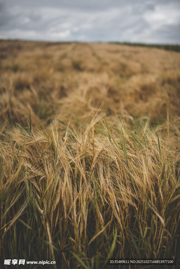 广袤原野上的金黄野草