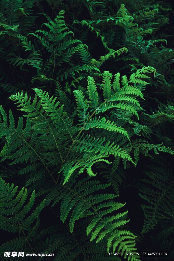 翠绿蕨类植物生机盎然