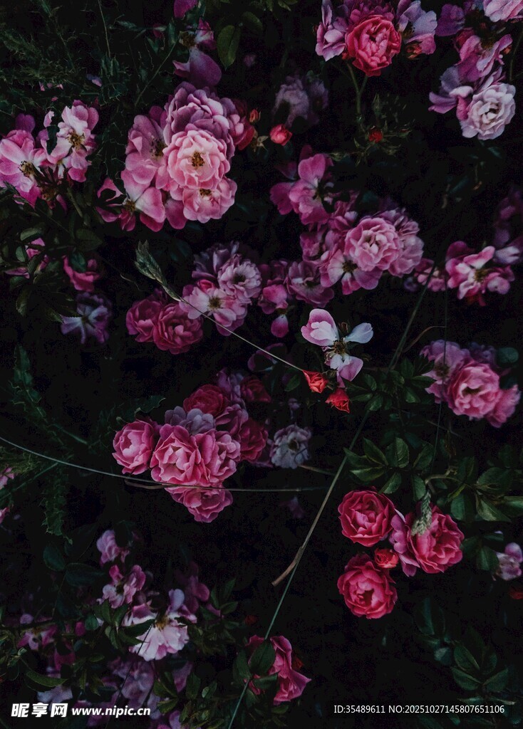 繁花簇拥的绚丽花卉景观