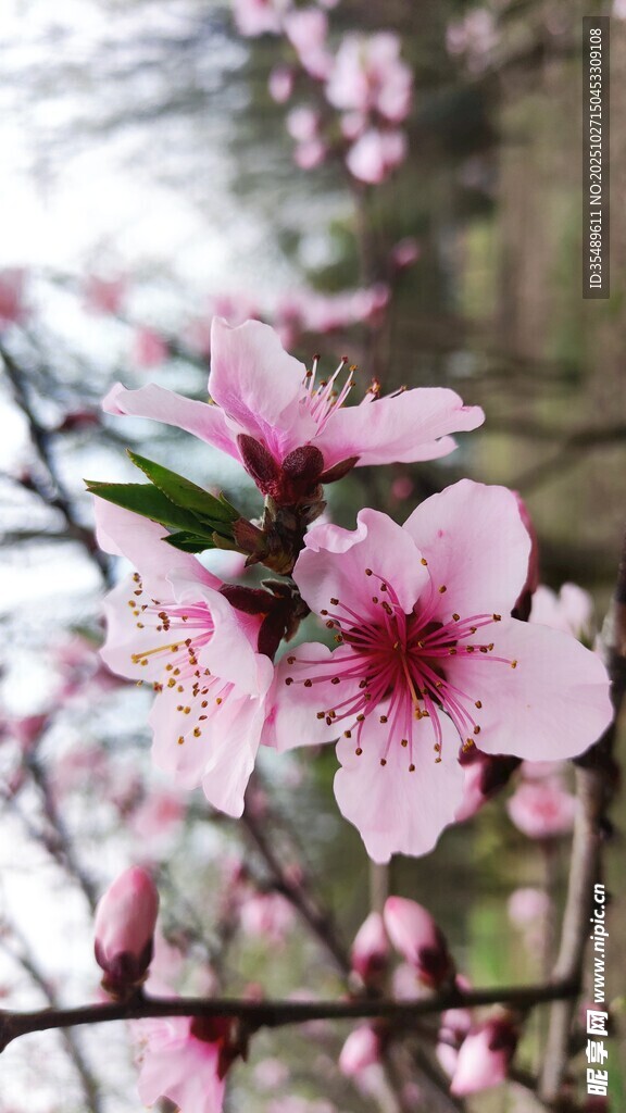 娇艳桃花绽放枝头