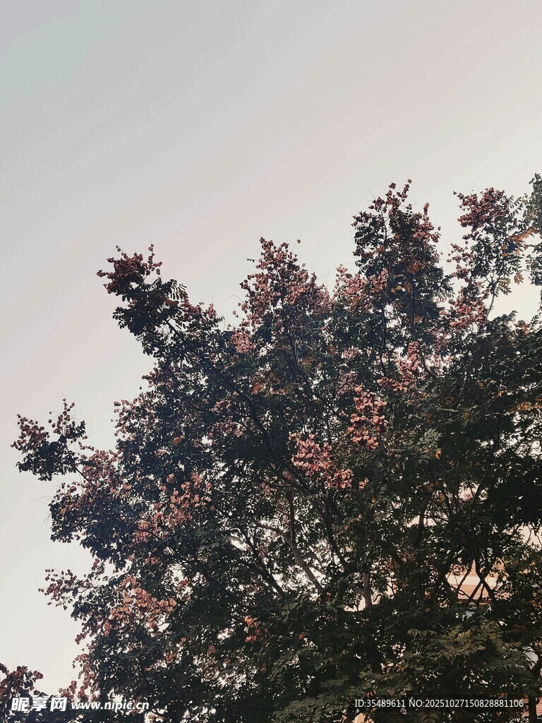 夕阳下的繁茂树木