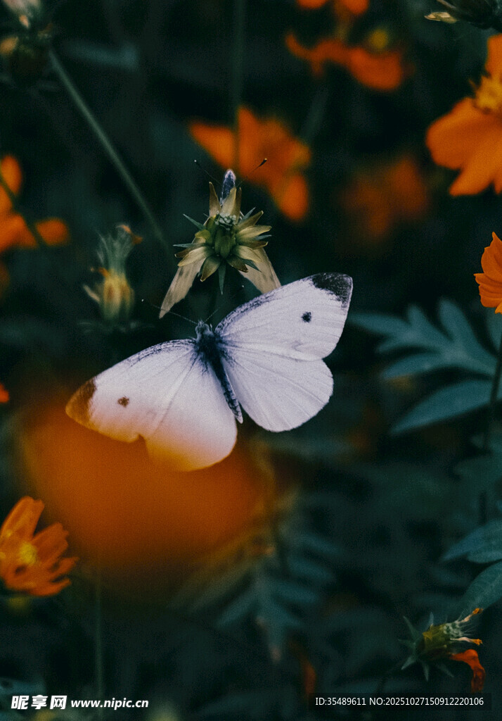 花丛中停歇的白色蝴蝶