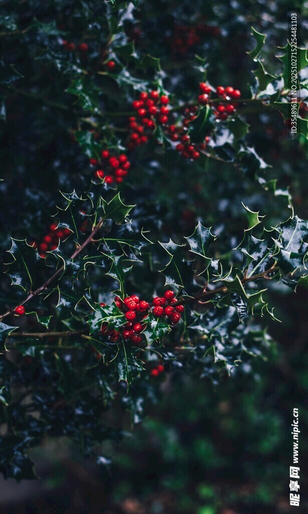 绿叶间的红果景致