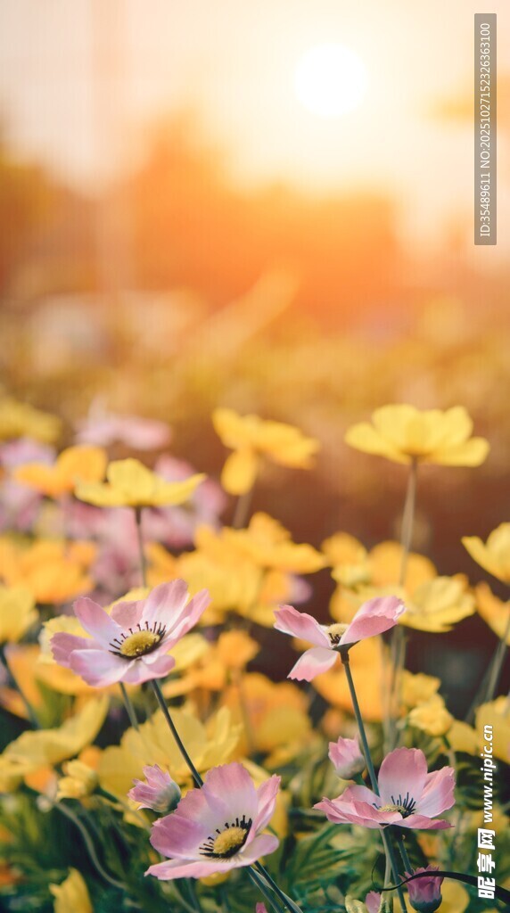 阳光下的绚烂花海