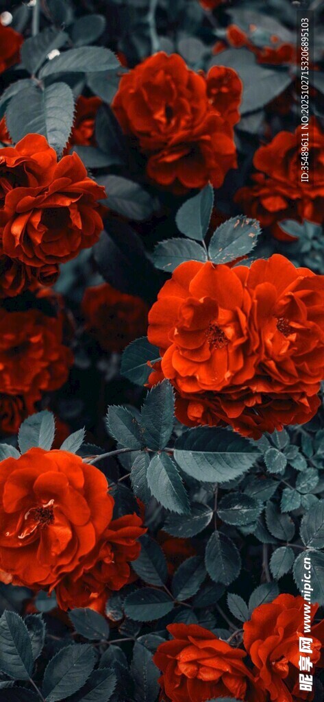 艳丽红玫瑰绽放