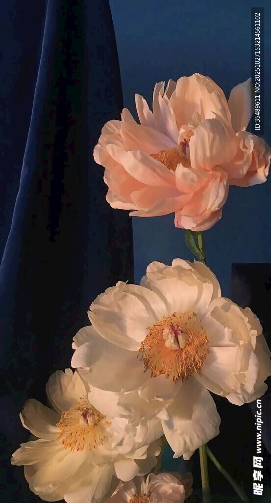 柔美粉色花朵静物特写