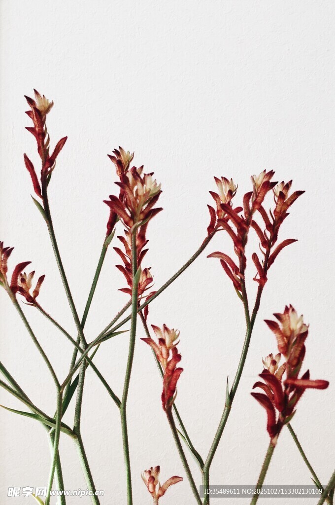 红色穗状小花特写