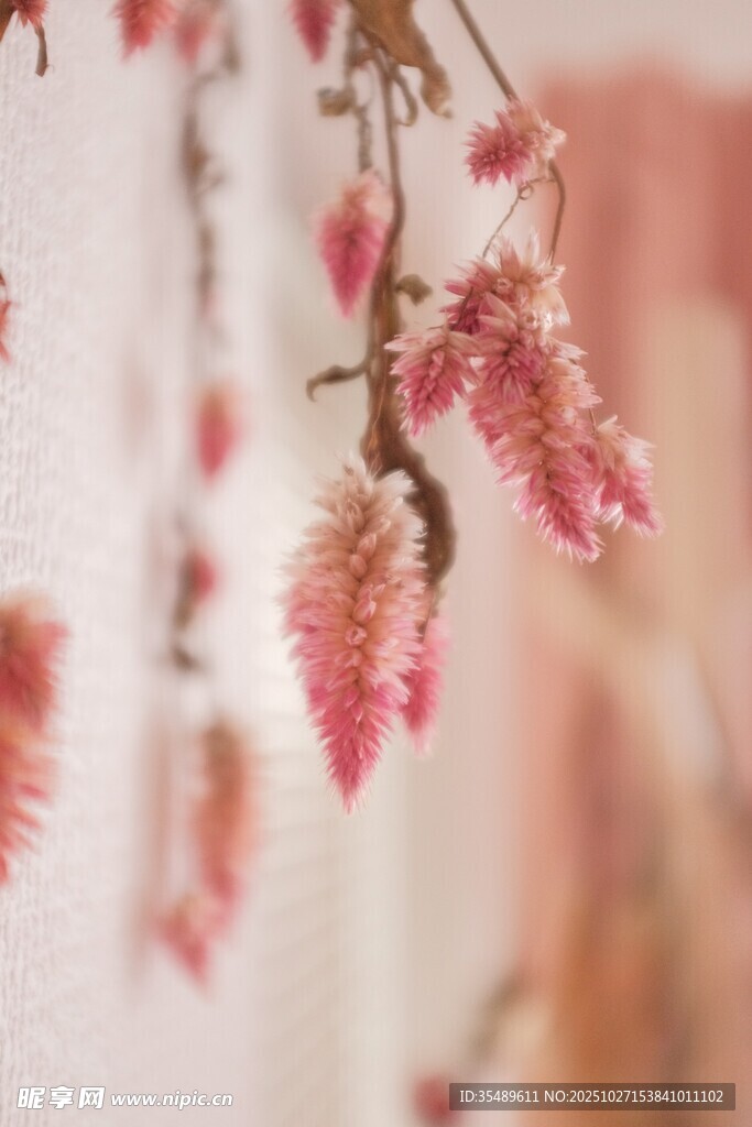 粉色柔美垂挂花卉特写